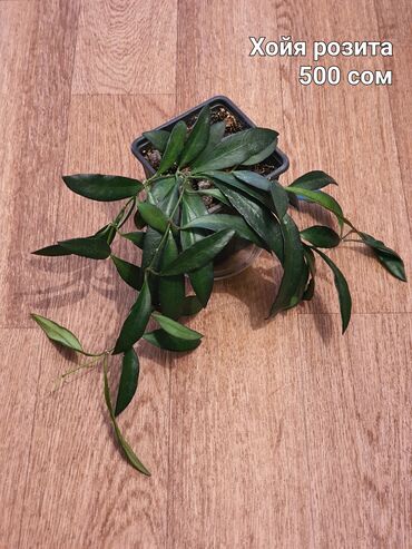 комнатные растения цена: Взрослые сортовые хойи в продаже: Финлайсони - 2200 сом Розита - 500