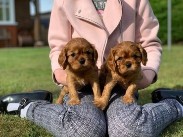 Άλλα: Κουτάβια Cavalier King Charles. Τα γοητευτικά κουτάβια Cavalier King