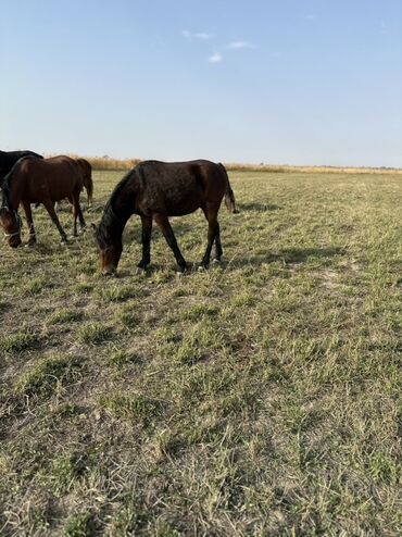 Лошади, кони: Продаю | Жеребенок, Жеребец, Кобыла (самка) | Кара Жорго | Для молока, Для разведения, На забой — 4