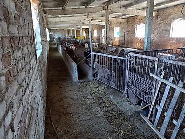 Продажа сельхоз предприятий: Кошара, 1500 соток, Действующий, С оборудованием, Электричество, Канализация, Отопление — 7