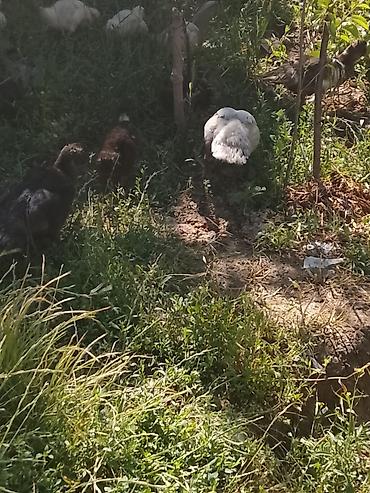 arpanın qiyməti: Macar ördeyi lal 5 manatdan 10 manata qədər qiymetlerle — 1