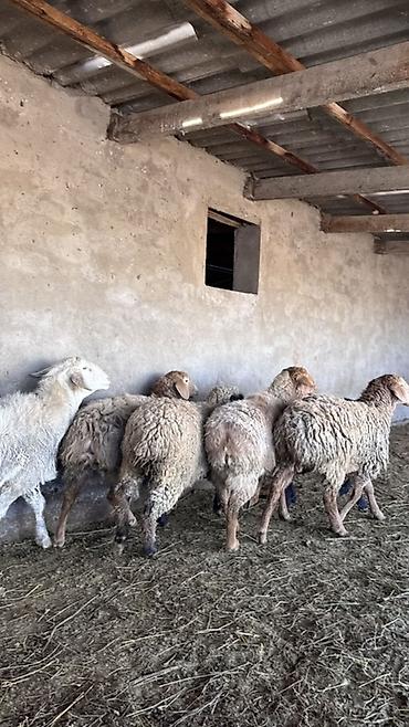 Баран, овца: Продаю | Овца (самка) | Для разведения | Матка — 5