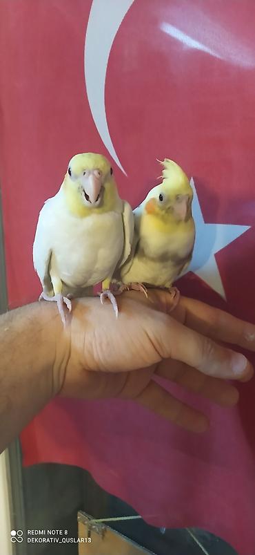 Tutuquşları: Salam. TAM SAĞLAM VİTAMİNLƏR PROFESSİONAL BİT DƏRMANİ VURULUB VƏ — 11