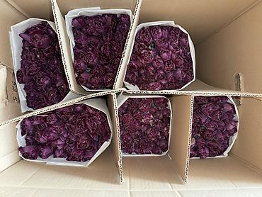 Букеты из живых цветов: Премиальные импортные тюльпаны Привозные тюльпаны лучшего качества — 6