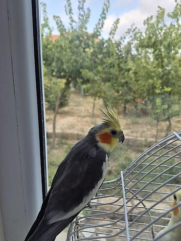 2yaşında erkək korella tam sağlam aktiv quşdur.Nimfa (cockatiel) – lalafo.az -da 2yaşında erkək korella tam sağlam aktiv quşdur.Nimfa (cockatiel) –