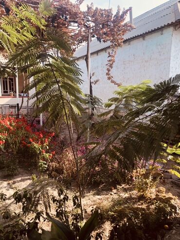 семена календулы: Көчөттөр дарактардын: Өзү алып кетүү, Акылуу жеткирүү