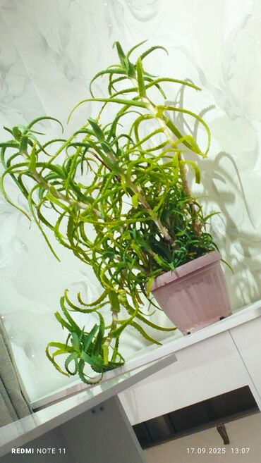 мандариный букет: Алоэ (Aloe) в горшке - Крупный взрослый куст с несколькими стеблями и