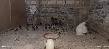 bala qazlar: Məhsul: Hinduşka bala qrupu Təsvir: 7 manat balalar 40 manat analar - — 3