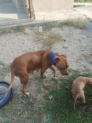 İtlər: Pitbul, 2 ay, Erkek -da lalafo.az — 10 İtlər: Pitbul, 2 ay, Erkek — 10