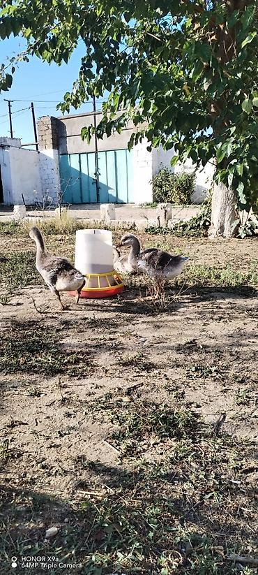 Сельхозптицы: Qaz balaları - Şəkillərdə gördüyünüz kimi müxtəlif rəngli (ağ və boz — 2