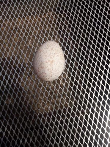 Quşlar: Hindushkq yumurtası mayalanmış Kanada sortu2.30 qepik