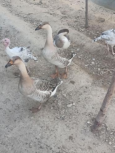 dəvəquşu əti qiyməti: Satılır: Qazlar 3 dişi ünvan Buzovna qiymət birinə aiddir 3 un — 2