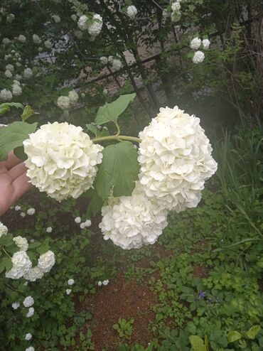 упаковочная бумага для цветов: Продаю цветы гортензия 
гулдор.цветы.роза.могу доставить оптом