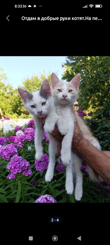 котята в добрые руки: Кошка даром: Беспородная, Мальчик