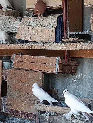 животные собака: Голуби голубей птицы. на игру — 3