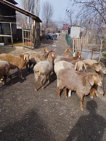 Баран, овца: Продаю | Ягненок | Арашан, Полукровка | Для разведения | Ярка — 7