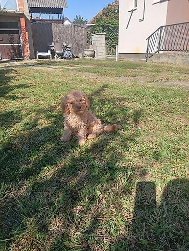 Patuljasto štene žensko pudle, starosti dva meseca, tretirano protiv