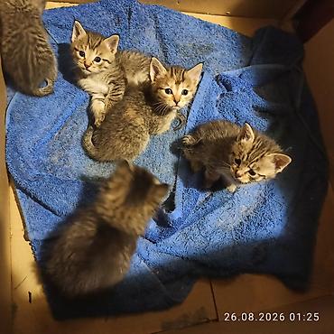 Мышыктар: Котята, полосатые тигрята от домашней кошки. Описание: - Помёт из — 3