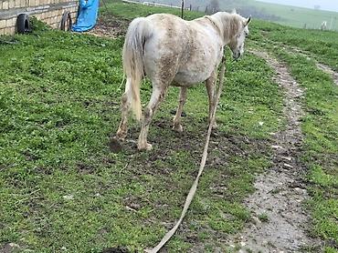 Atlar: Dişi, il: 7 — 8