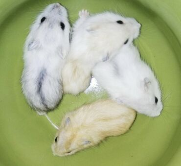 Gəmiricilər: Hamster cunqarik kiçik ölçülü, ağ, boz və qəhvəyi rənglərdə olan tüklü — 9