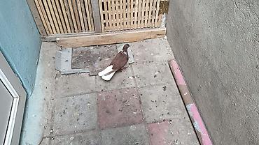 turac quşu qiyməti: Ağ quyruğ qızğın erkeydi ünvan Biləcəri — 1
