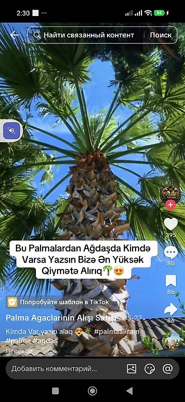 nar agacı: Məhsul: Dekorativ palma ağacı (fan formalı yarpaqlı, qalın pullu — 4