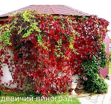 Другие виды семян и саженцев: Весна, самое время сажать. Продаю уличные и комнатные растения. Все at lalafo.kg — 36 Другие виды семян и саженцев: Весна, самое время сажать. Продаю уличные и комнатные растения. Все — 36