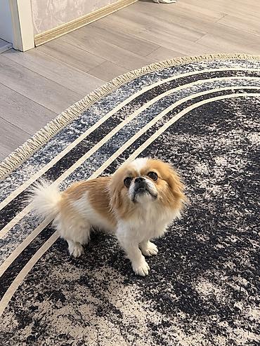itlər pekines: Pekines, 7 ay, Dişi, Peyvəndli, Pulsuz çatdırılma — 2