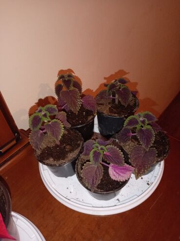 Otaq bitkiləri: Qırmızı poinsetiya (Atatürk çiçəyi) və dekorativ koles (Coleus) — 2