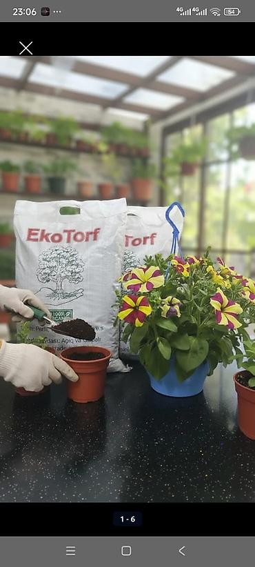 Torf: Məhsul: Münbit torf və gübrə Təsvir: - Bitkilər üçün ideal torpaq — 19