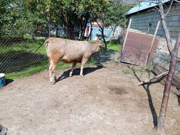 Dana, buzov: Məhsul: Dana (erkək) Təsvir: - Şəkillərdə görünən sağlam, ətlik — 3
