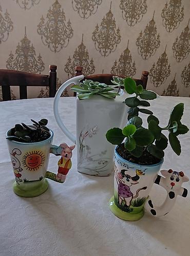 kala: 3 ədəd otaq bitkiləri: pul ağacı (krasula), daş gülü (echeveria) və — 6