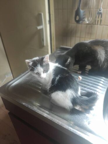 Mačke: Poklanjaju se dve predivne mace spašene sa ulice — braća različitog — 10