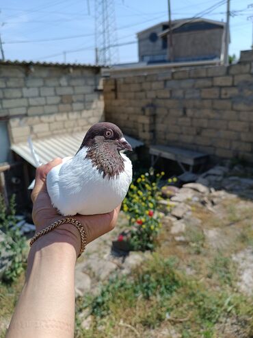 göyərcin: Qırmızıbaş erkəy . Pay verilib .Uçuşuna cavabdeh deyiləm . Qiymət 5