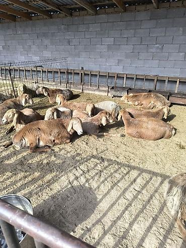 Баран, овца: Продаю | Ягненок | Арашан | Для разведения | Ярка at lalafo.kg — 4 Баран, овца: Продаю | Ягненок | Арашан | Для разведения | Ярка — 4