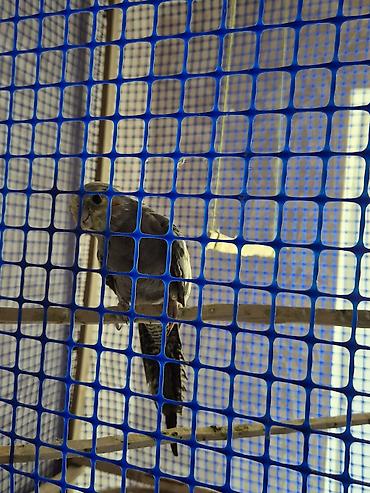 Quşlar: Nimfa (cockatiel) tutquşları – 2 ədəd 2si biryerdə satılır sarı erkək — 2