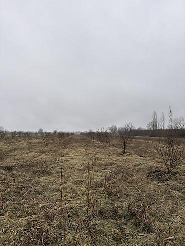 Torpaq sahələrinin satışı: Kənd təsərrüfatı, Kupça (Çıxarış) -da lalafo.az — 10 Torpaq sahələrinin satışı: Kənd təsərrüfatı, Kupça (Çıxarış) — 10