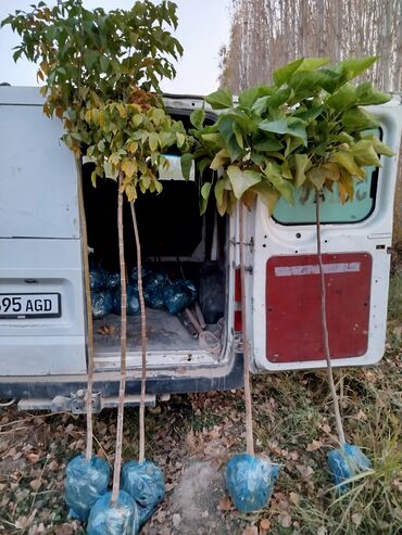 Декоративные деревья: Саженцы деревьев: Клёны — 6