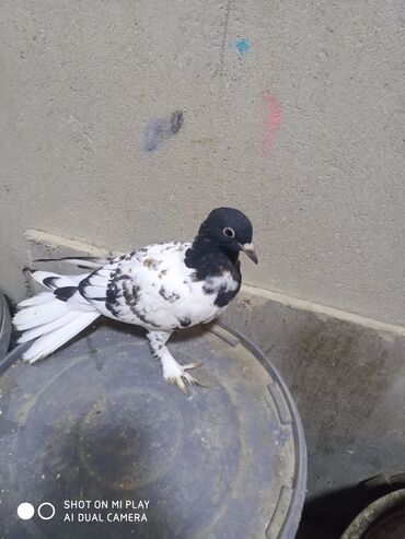 Göyərçinlər: Qara-ağ ləkəli dekorativ göyərçin - Rəng: baş və boyun hissəsi tünd -da lalafo.az — 6 Göyərçinlər: Qara-ağ ləkəli dekorativ göyərçin - Rəng: baş və boyun hissəsi tünd — 6