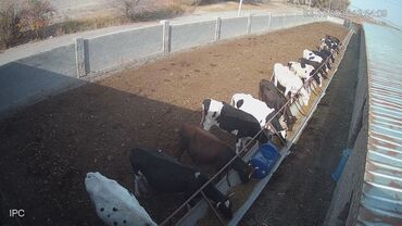 купить петуха живого: Сатам | Уй (ургаачы) | Голштин | Бордоп семиртүү үчүн