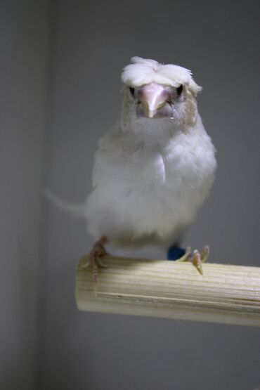 Amadinlər: Amadin quslari saglam ve hazir quslardir. cüt veya tek satilir. qiymet — 4