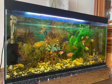 akvariu: Dördbucaq akvarium, Balıqlarla birlikdə, 40 l, Ünvandan götürmə