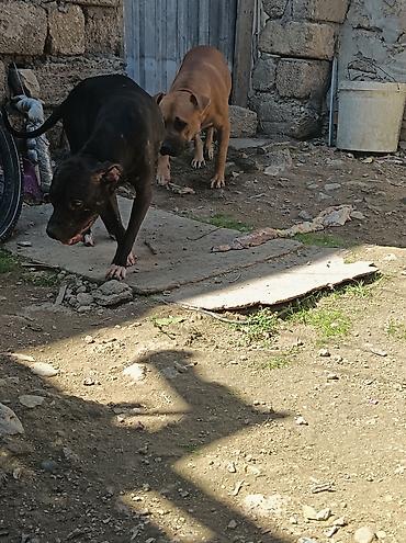İtlər: Pitbul, 1 ay, Erkək, Ödənişli çatdırılma — 3