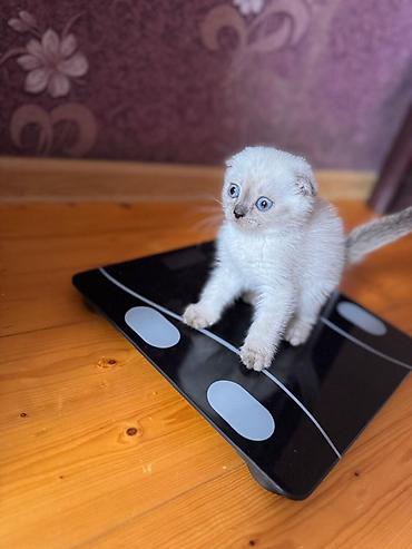 Pişiklər: Britan — 10