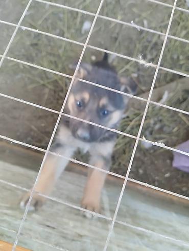 Продажа собак: Немецкая овчарка, 2 месяца, Самец, С родословной — 5