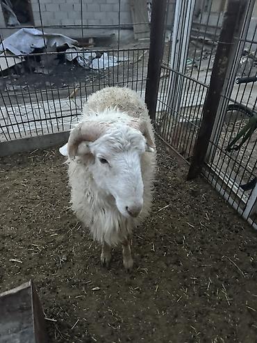 Баран, овца: Продаю | Баран (самец) | Полукровка | Для разведения — 18