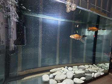 Akvariumlar: Salam. Satılır. Akvarium fabrik istehsalıdır. 80lt - dir. Filter 950F — 6