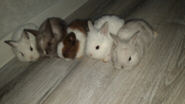 Dovşanlar: Temiz qan xirda sort karlik balalari demey olarki her renqde var -da lalafo.az — 7 Dovşanlar: Temiz qan xirda sort karlik balalari demey olarki her renqde var — 7