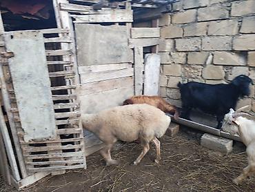 qoyun keci: Qoyun – satilir saqlam kok qoyundu — 4
