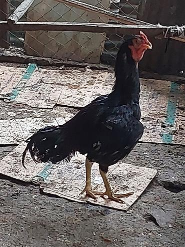 Xoruzlar: Xoruz, il: <1, Ünvandan götürmə, Ödənişli çatdırılma — 6